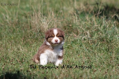 Les chiots de Berger Australien