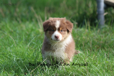 Les chiots de Berger Australien