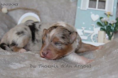 Les chiots de Berger Australien