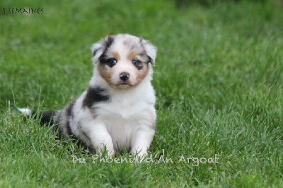 Les chiots de Berger Australien