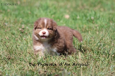 Les chiots de Berger Australien