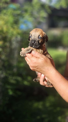 Les chiots de Dogo Canario