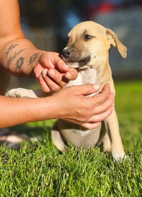 Les chiots de American Staffordshire Terrier