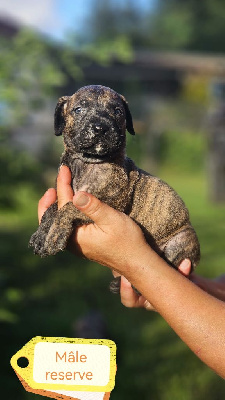 Les chiots de Dogo Canario