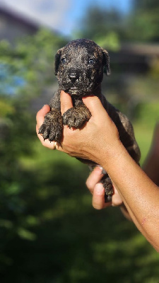 Les chiots de Dogo Canario