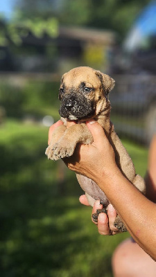 Les chiots de Dogo Canario