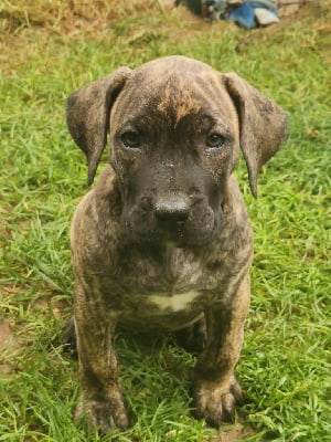 Les chiots de Dogo Canario