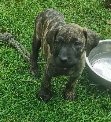 Les chiots de Dogo Canario