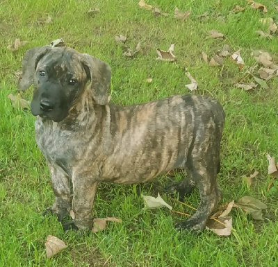 Les chiots de Dogo Canario