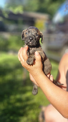 Les chiots de Dogo Canario