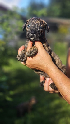 Les chiots de Dogo Canario