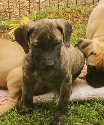 Les chiots de Dogo Canario