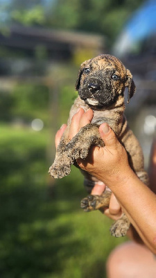 Les chiots de Dogo Canario