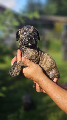 Les chiots de Dogo Canario