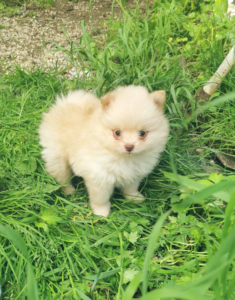 Chiot Spitz allemand - Mâle crème nain 2 De La Beauté Française