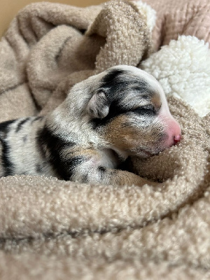 Les chiots de Berger Australien