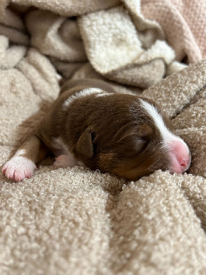 Les chiots de Berger Australien