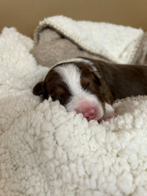 Les chiots de Berger Australien