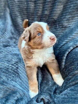 Les chiots de Berger Australien