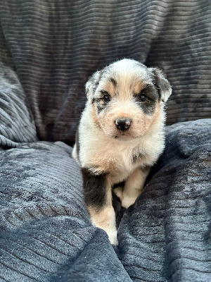 Les chiots de Berger Australien