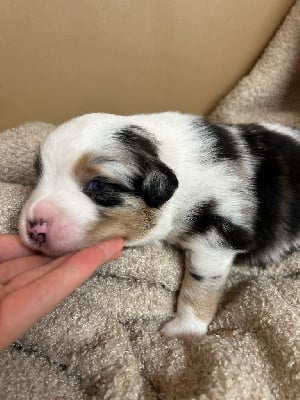 Les chiots de Berger Australien