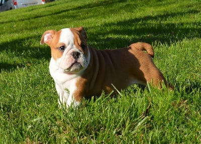 Les chiots de Bulldog Anglais