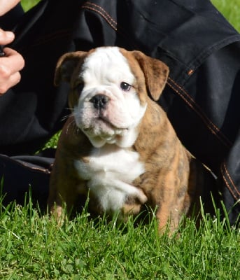 Les chiots de Bulldog Anglais