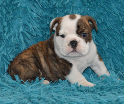 Les chiots de Bulldog Anglais