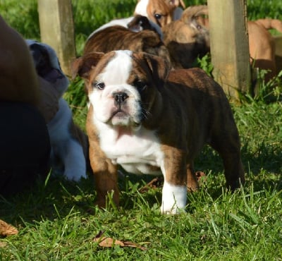 Les chiots de Bulldog Anglais