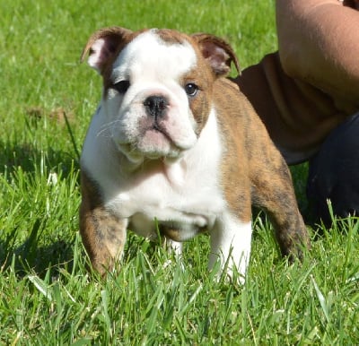 Les chiots de Bulldog Anglais