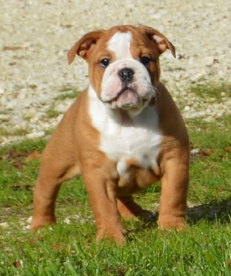 Les chiots de Bulldog Anglais