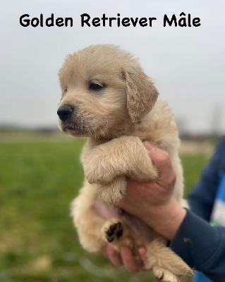 Les chiots de Golden Retriever