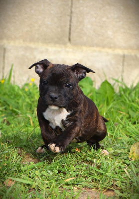 Les chiots de Staffordshire Bull Terrier