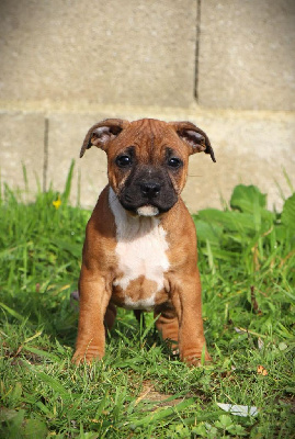 Les chiots de Staffordshire Bull Terrier