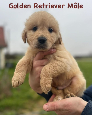 Les chiots de Golden Retriever