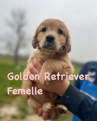 CHIOT 4 - Golden Retriever