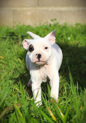 Les chiots de Staffordshire Bull Terrier