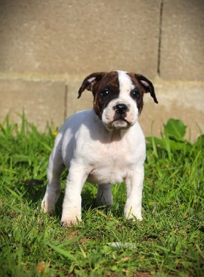 Les chiots de Staffordshire Bull Terrier