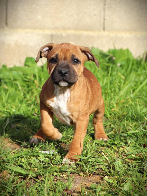 Les chiots de Staffordshire Bull Terrier