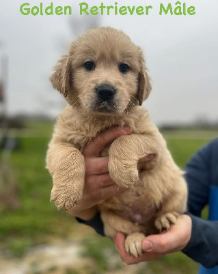 Les chiots de Golden Retriever