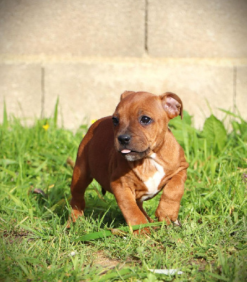 CHIOT 3 - Staffordshire Bull Terrier