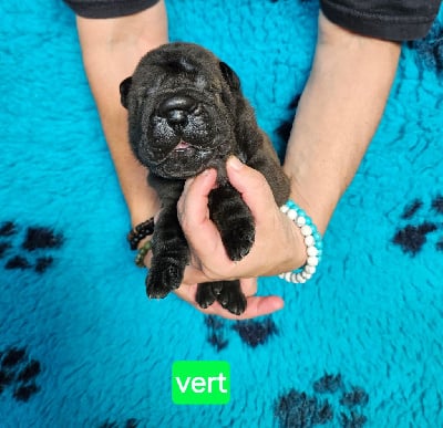 Les chiots de Shar Pei