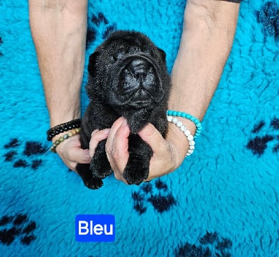 Les chiots de Shar Pei