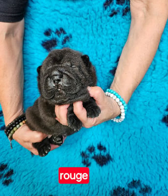 Les chiots de Shar Pei