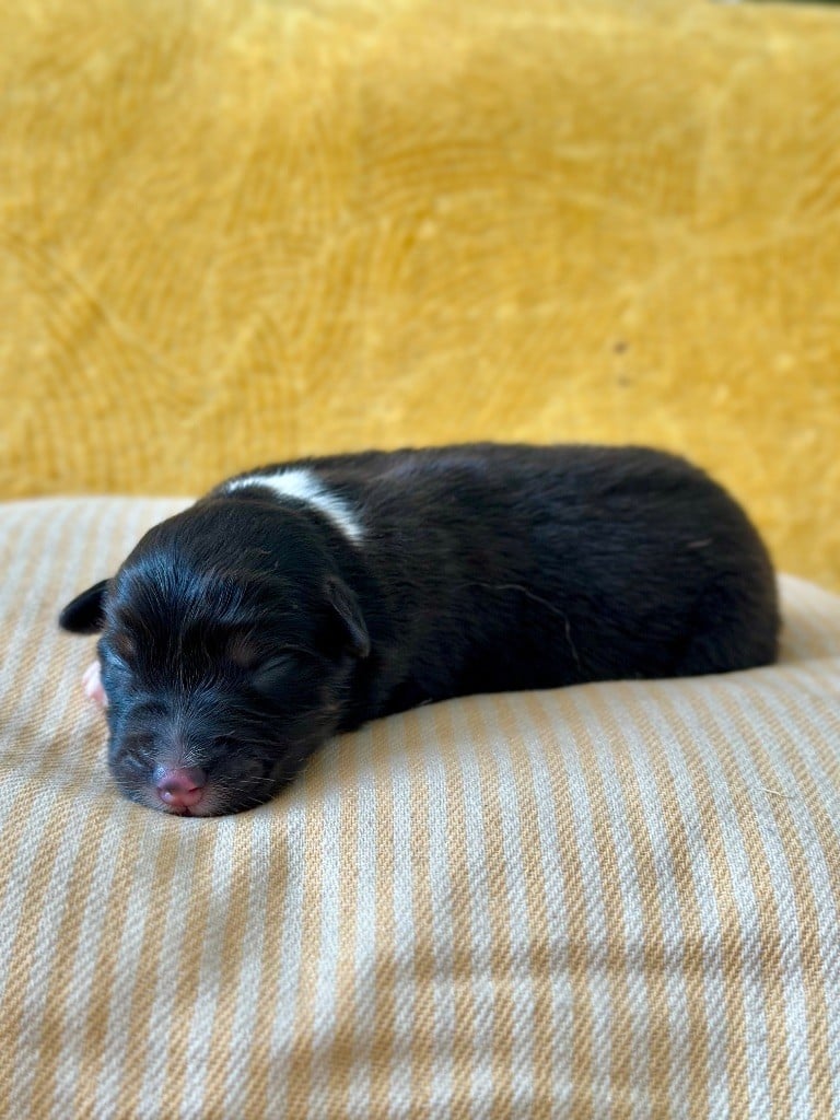 Femelle noir tricolore 3 - Berger Australien