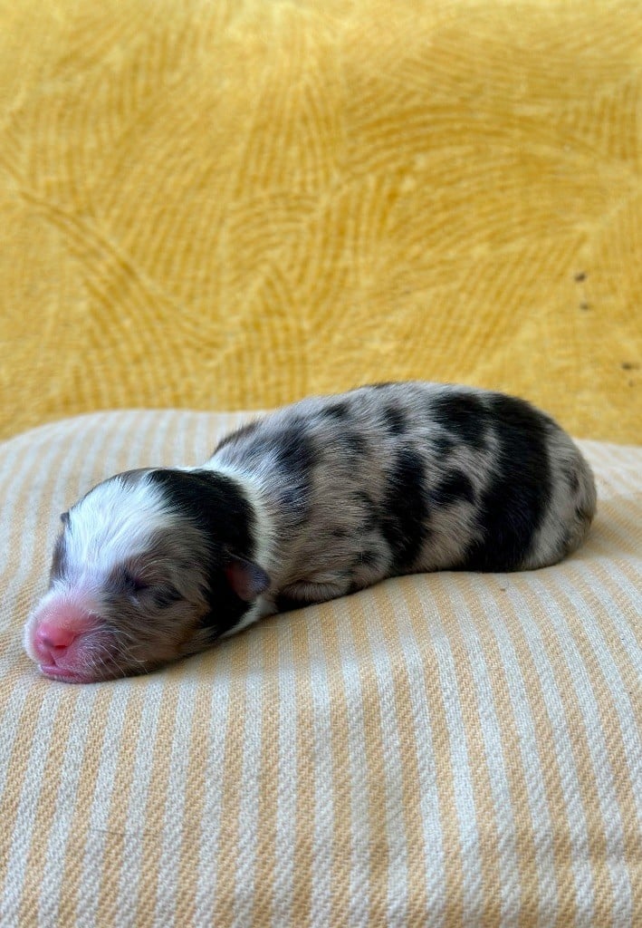 Mâle bleu merle - Berger Australien