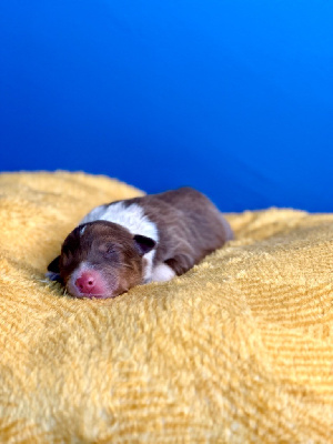 Les chiots de Berger Australien