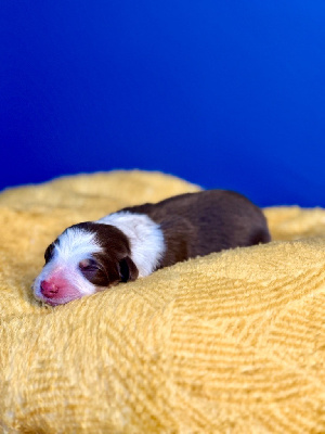 Les chiots de Berger Australien