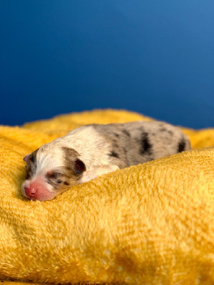 Mâle bleu merle 2 - Berger Australien