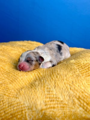 Les chiots de Berger Australien